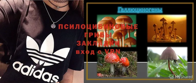 Галлюциногенные грибы Psilocybe  Баксан 